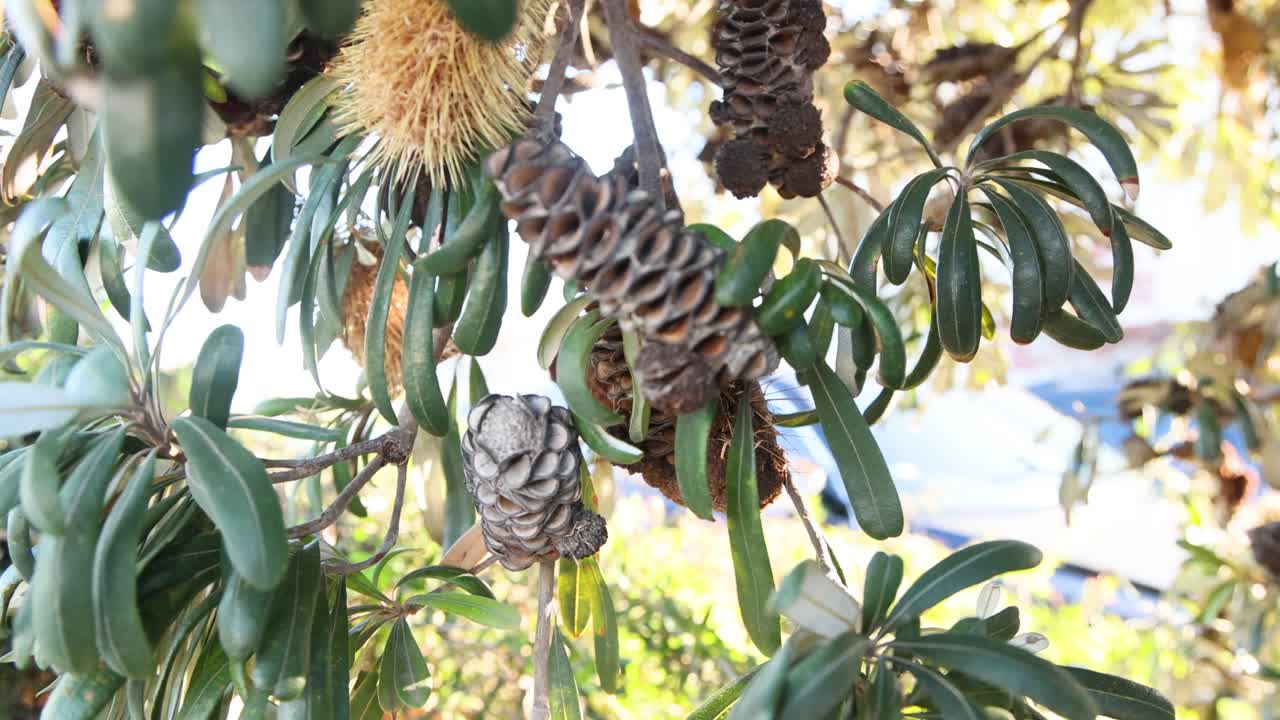 Banksia tree with cone and foliage in Melbourne