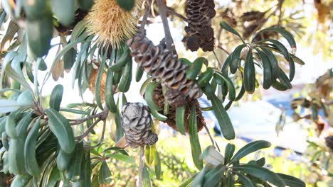 banksia tree with cone and foliage in melbourne