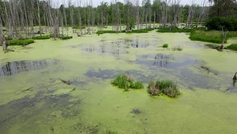 algae covered swamp, near ann arbor michigan, usa, dolly in