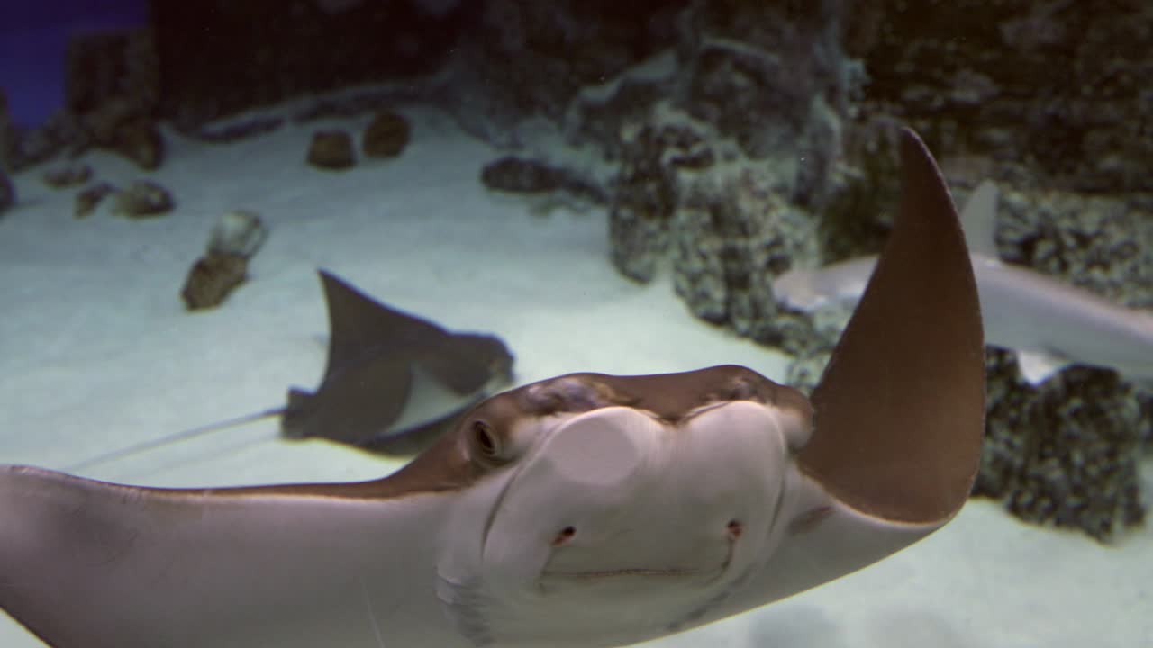 манта-рей в голубой воде