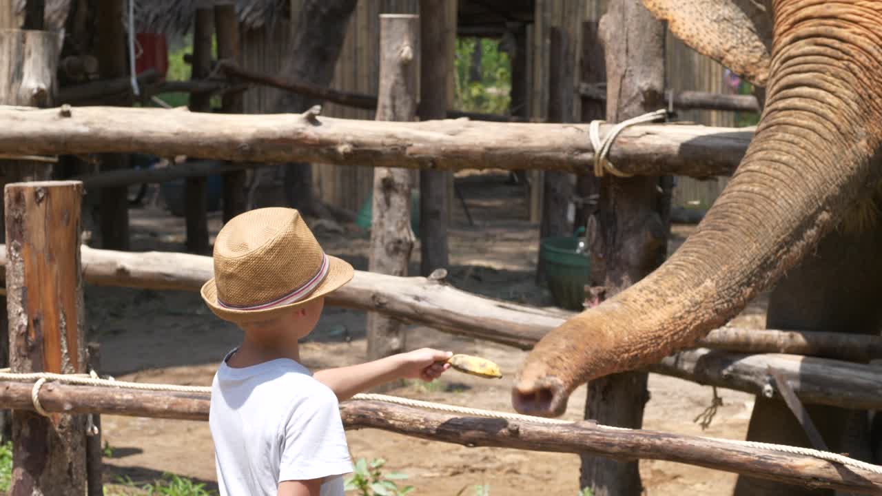 Ragazzo che nutre un elefante con una banana, giornata di sole, a Khao Lak, Thailandia - Ripresa a mano