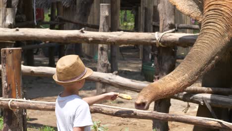 boy feeding a banana to a elephant, sunny day, in khao lak, thailand - handheld shot