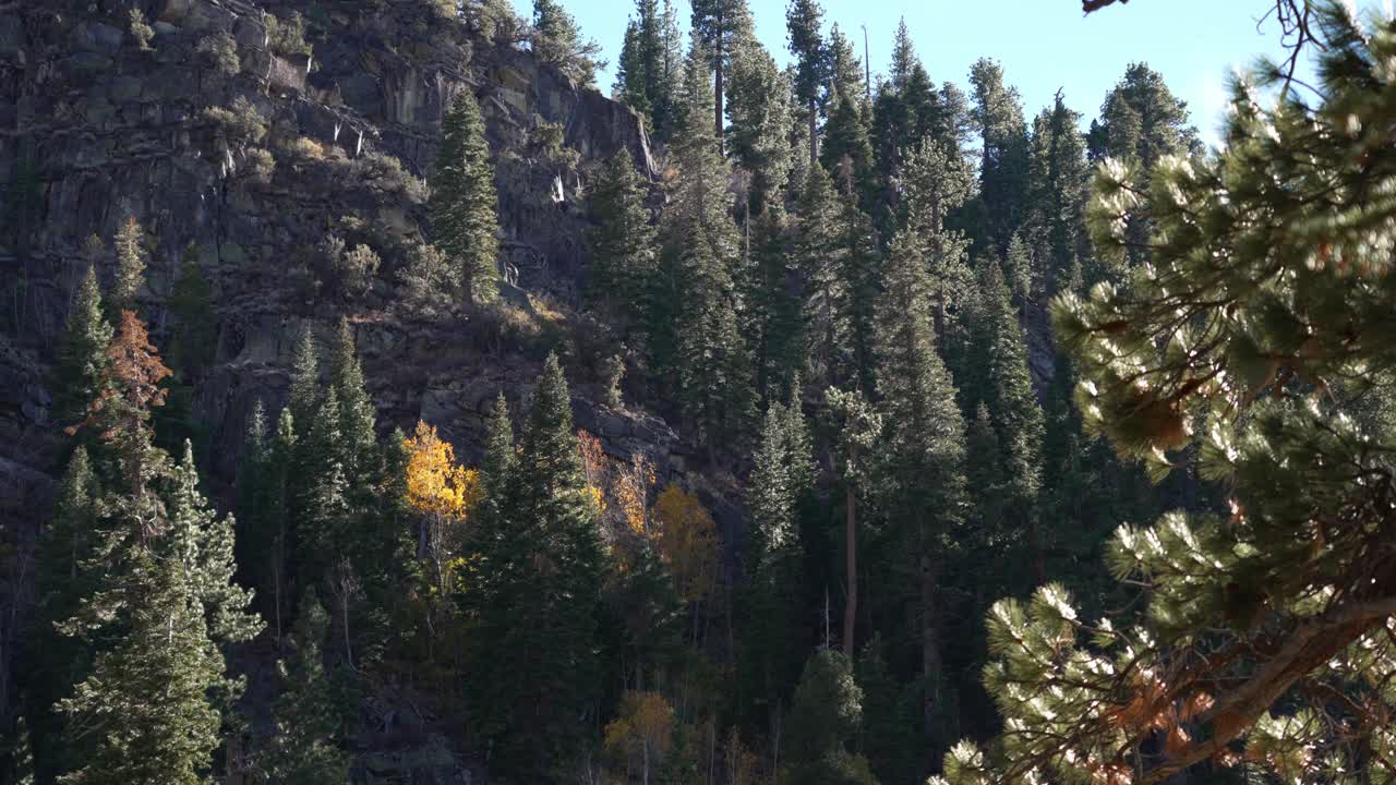 Fogliame dorato in contrasto con una fitta foresta alpina e un terreno roccioso.