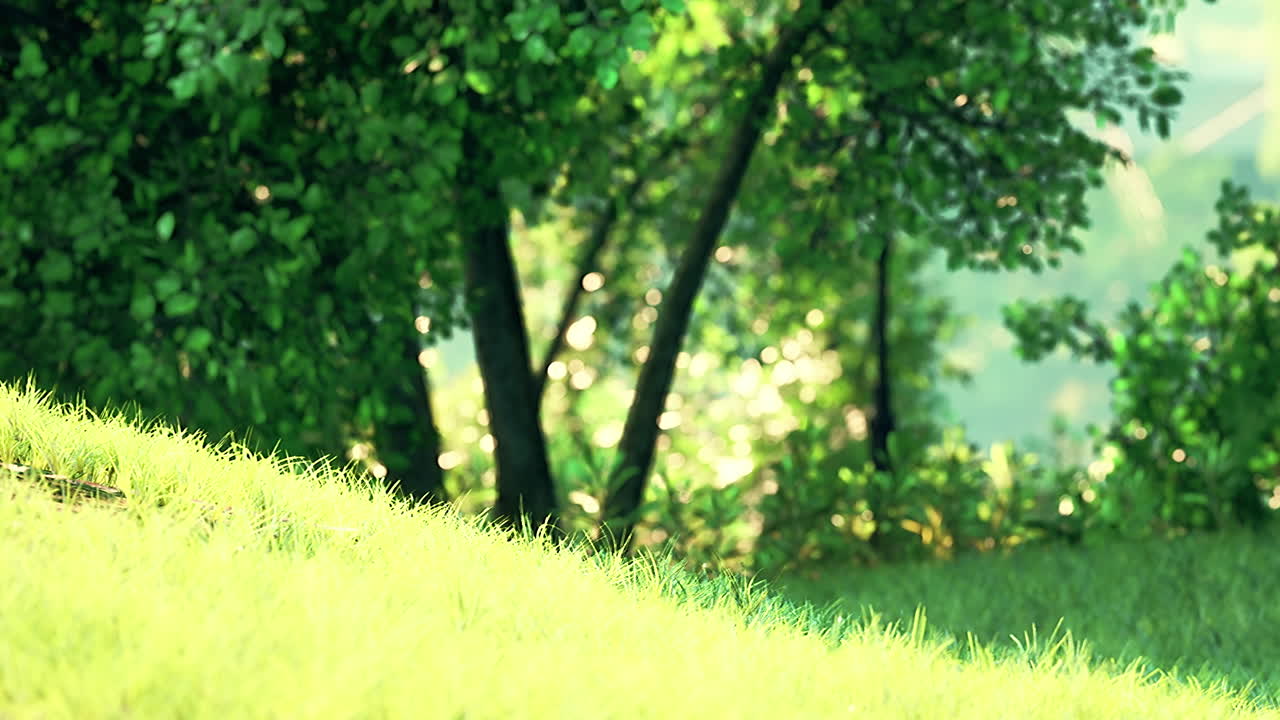 아름다운 공원에서 해가 뜨고