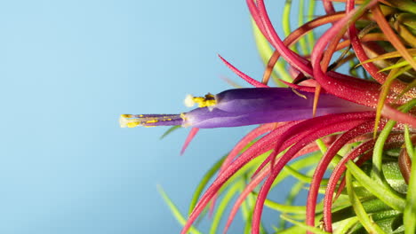 lapso de tiempo de floración de la planta de aire