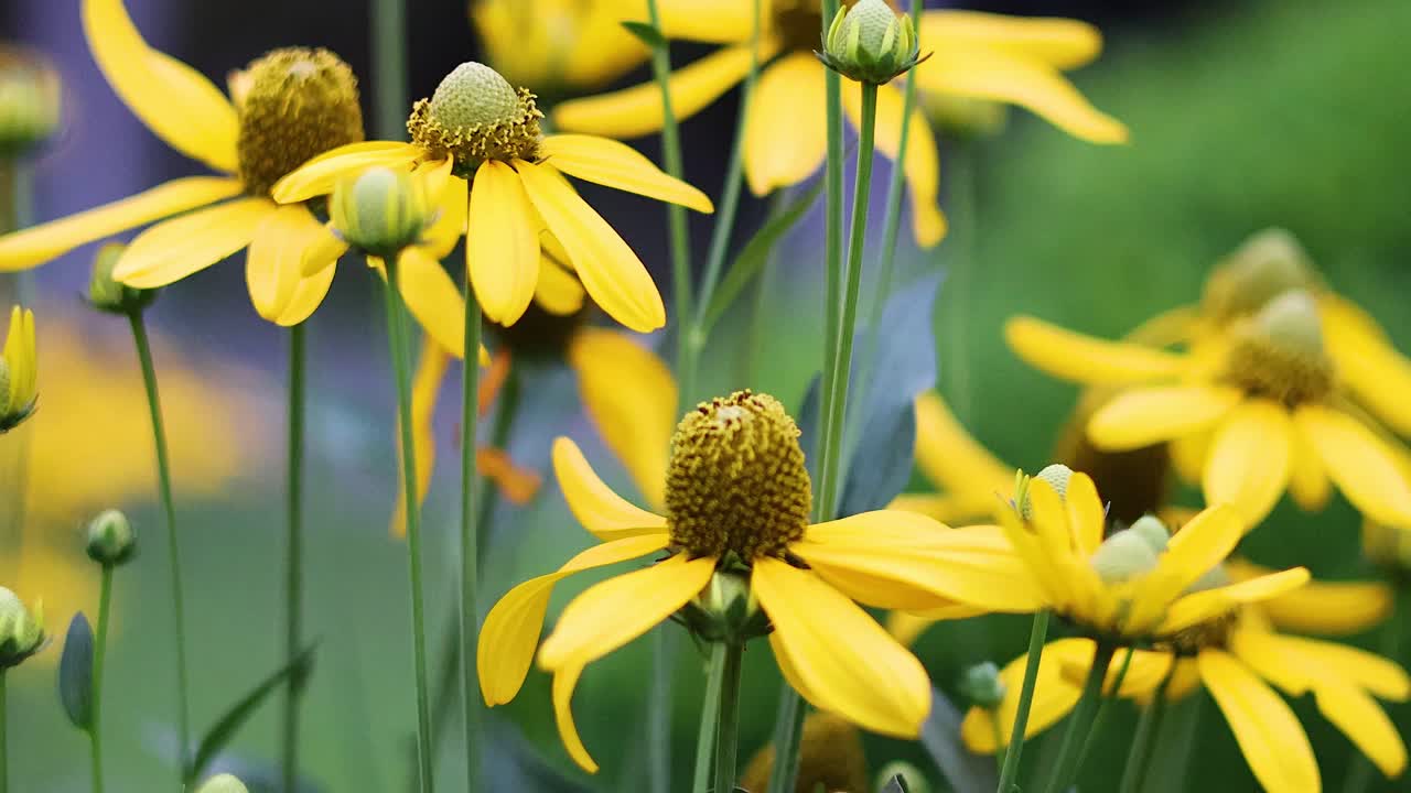 활기찬 노란색 꽃은 바람에 부드럽게 흔들립니다.