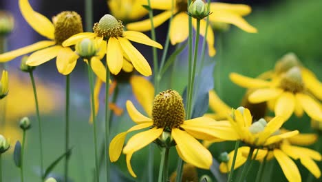 las flores amarillas vibrantes se balancean suavemente en la brisa
