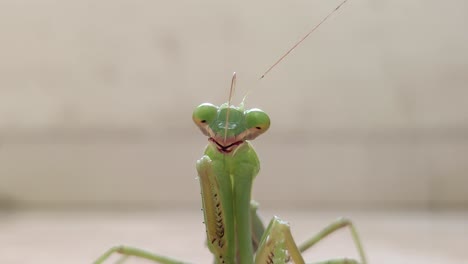 praying mantis cleans its antennae