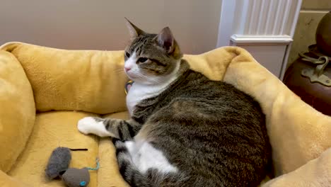 gato durmiendo en su cama con ratones de juguete