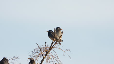 View-Of-White-Cheeked-Starlings-Perching-On-The-Tip-Of-A-Tree-In-Tokyo-Japan---close-up