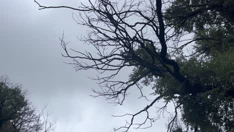 在加州洛杉磯市中心的自然欣賞休息, 當雨停下來, 植物再次變綠