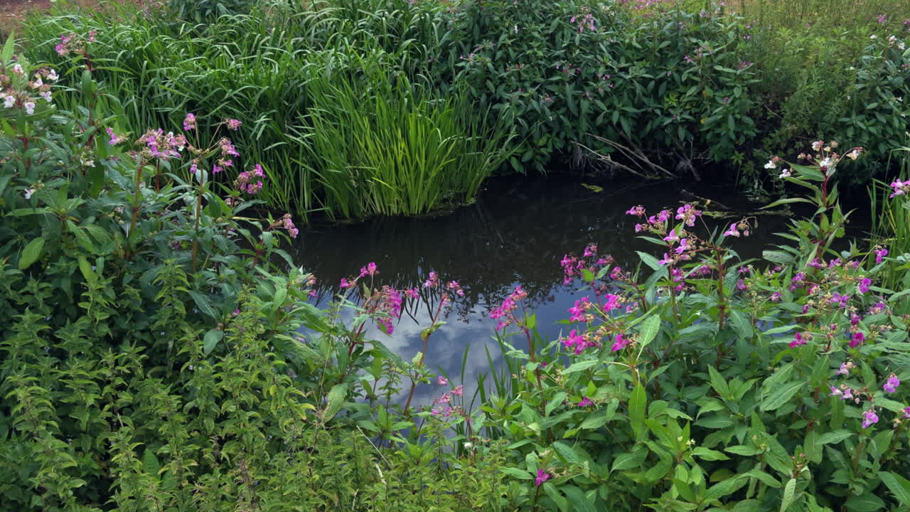 Pretty flowers on Himalayan Balsam plant on the banks of the river Arrow, Warwickshire, England. Himalayan Balsam is an invasive species