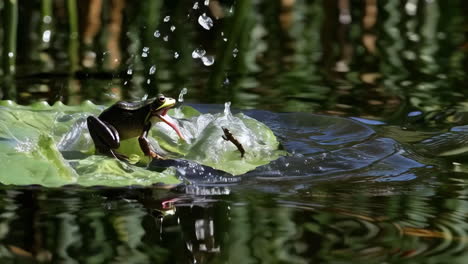 frog on a lily pad