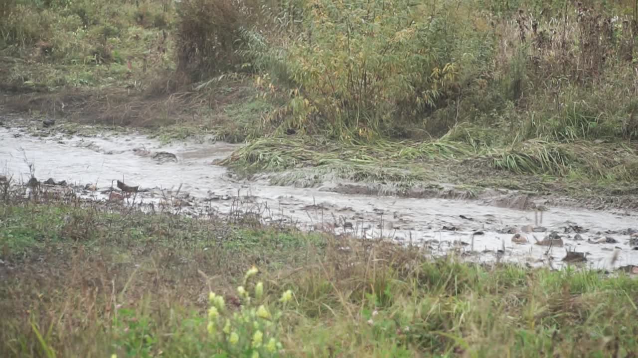 Sonbaharda Çamurlu Dere