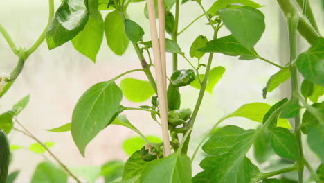 Anbau-Von-Bio--Und-Frischen-Paprika-Im-Gewächshaus,-Grüne-Paprika,-Klein,-Aus-Nächster-Nähe