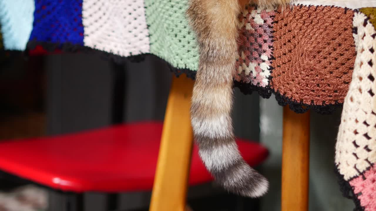 Cat tail on a knitted blanket