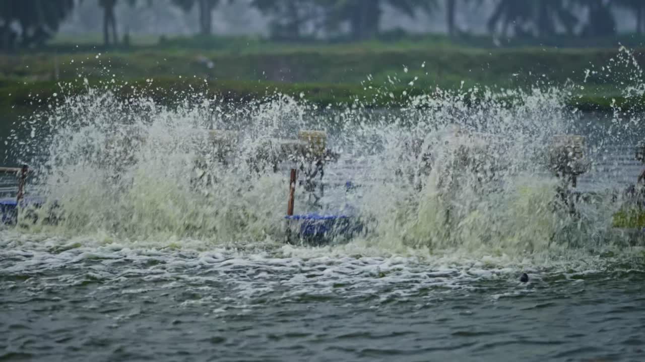 Paddle Wheel Aerator Splashing Water in Shrimp Farm Pond. day time, handheld shot, stable shot, 4k