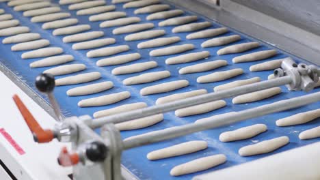 fresh bread dough rolls moving on blue conveyor belt