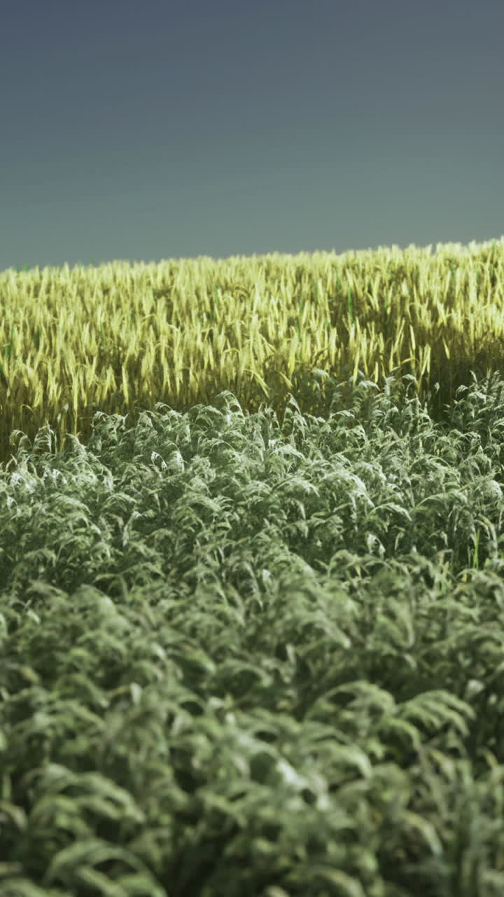 Campo di grano vicino al tramonto con diverse sfumature di colori verdi e gialli.
