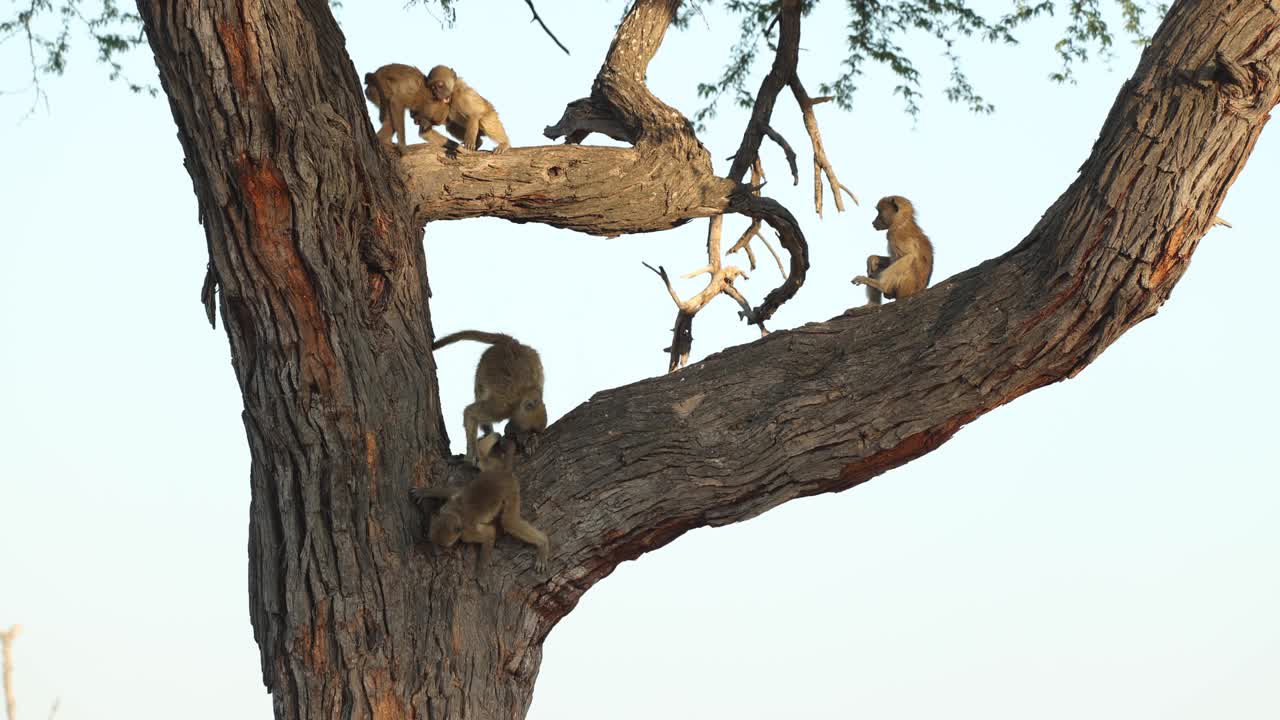 Low angle clip of baboon family playing in a tree fork against a clear sky, Khwai Botswana