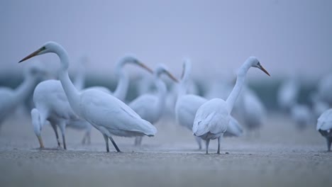 flock of great egrets in misty morning