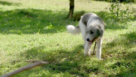 a super cute romanian mioritic carpathian sheep dog walks towards camera smiling