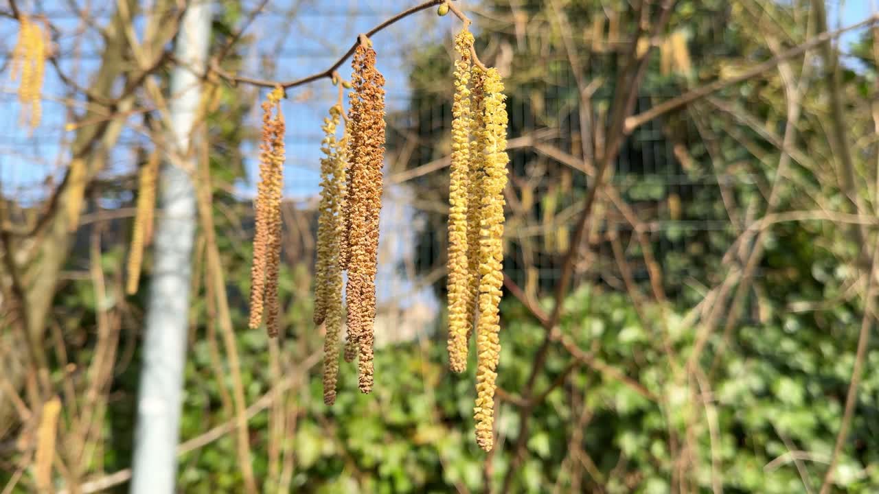 Hazelnut catkins hanging from a tree branch in early spring, producing pollen for reproduction