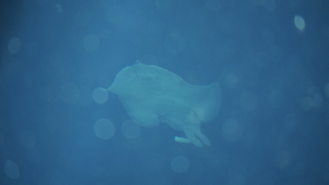 파란 수족관 물 에서 헤엄치는 스팅레이 실루