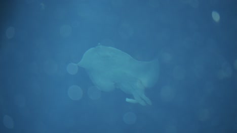 silueta de raya nadando en el agua azul del acuario