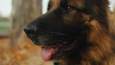 german shepherd close-up