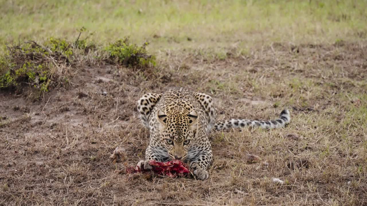 un disparo revelador de un leopardo en la naturaleza consumiendo un animal en un paisaje seco