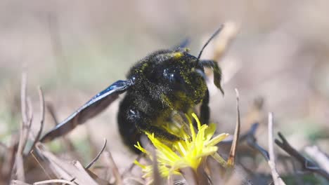 foto macro de una abeja azul cubierta de polen polinizando una flor amarilla y volando, abejorro azul oscuro, abeja carpintera violeta