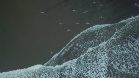 Gaviotas-Volando-Bajo-Sobre-La-Playa