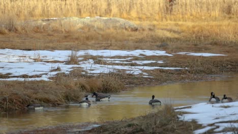 Erster-Schnee-Im-Sumpf-Mit-Gänsen-Auf-Einem-Eisigen-Wasserweg