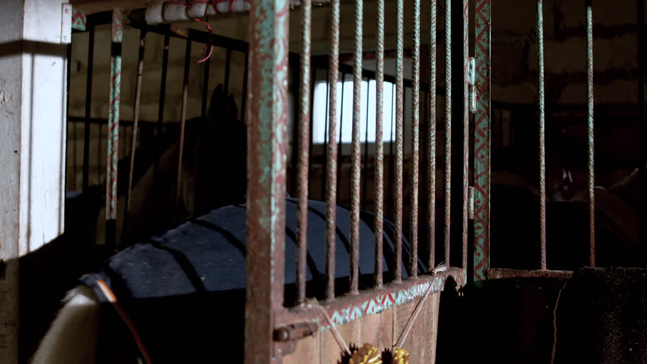 말 을 돌보는 사람