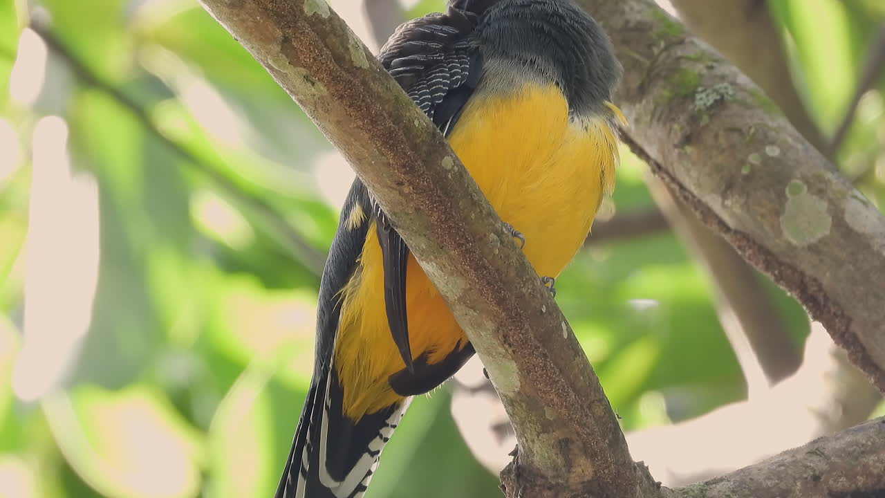 pájaro trogon de cola blanca posado en gamboa, ramas de árboles del bosque de panamá, de cerca