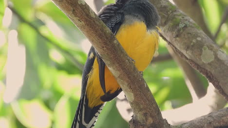 white tailed trogon bird perched in gamboa, panama woodland tree branches, close up