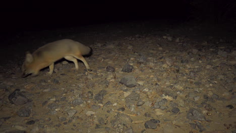 Desert-Fox-Find-Some-Food-And-Eats,-Static-Shot