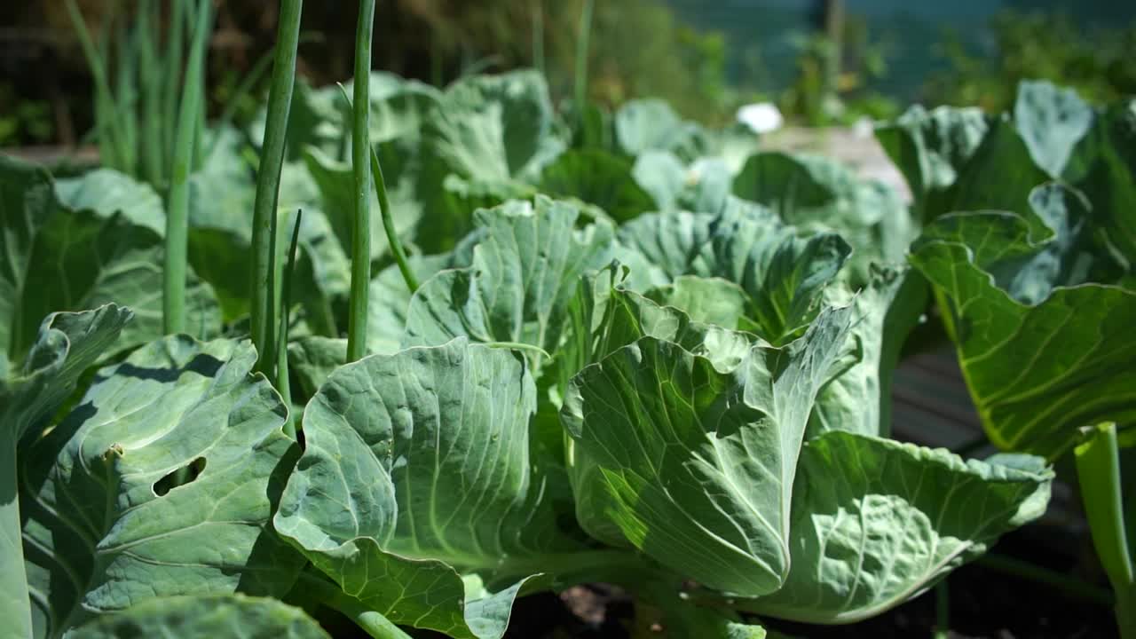 disparo inverso de repollo y plantas de cebolla de primavera en un jardín