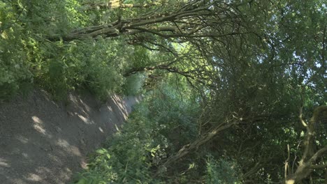 360-degree-rotation-along-woodland-path-with-dappled-sunlight-in-slow-motion