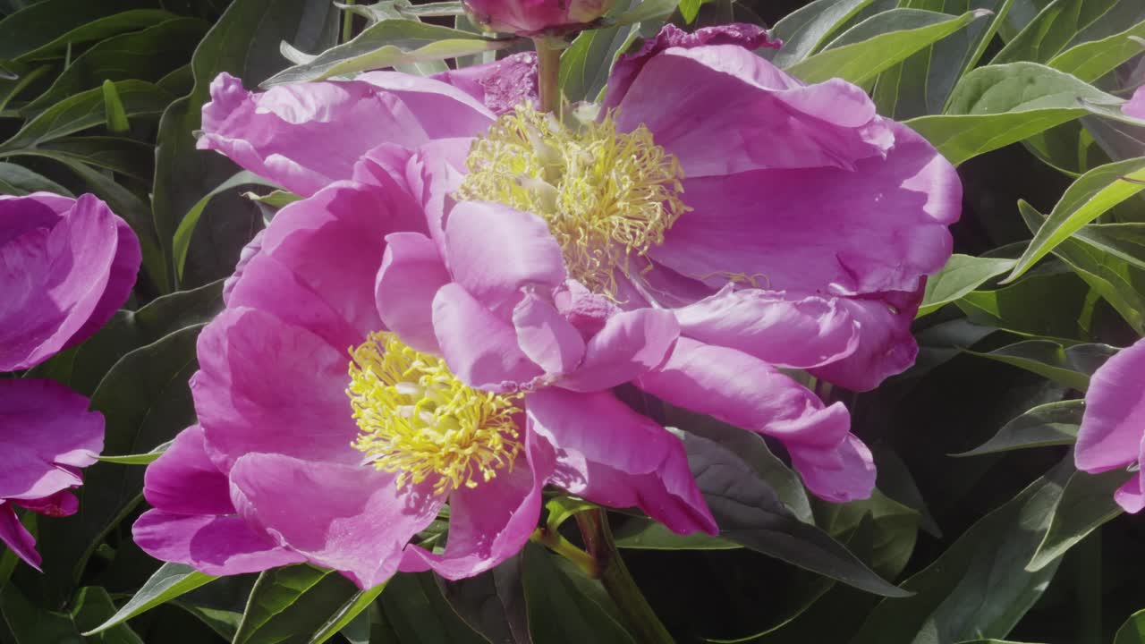 Honey bee collecting nectar from wild Peony flowers in summer meadow