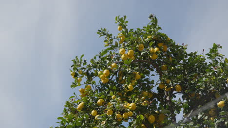 lush lemon tree under sunny mediterranean sky