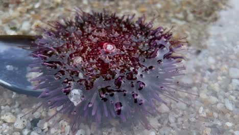 the mouth and teeth of a sea urchin flipped upside down in shallow intertidal water