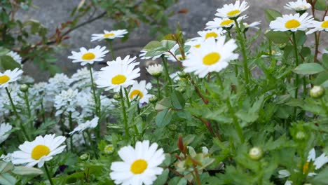 White-minimal-daisy-flower-with-yellow-pollen-among-the-green-tree-leaves-landscape-and-wind-blowing-in-spring-shunshine-day-tin-Toyko,Japan