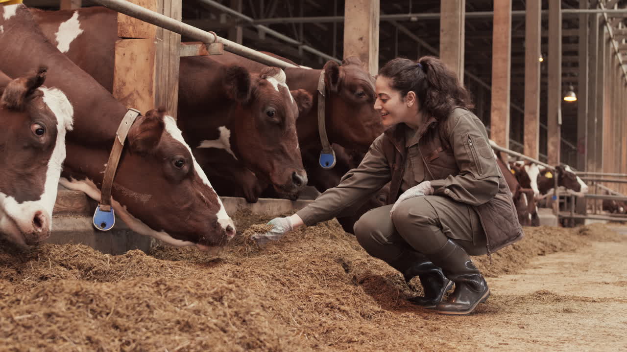 Female Farmer Hand-feeding Cows in Cowshed