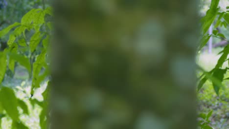 A-young-woman-walks-in-a-tropical-park-with-leaves-from-a-large-tree-in-the-foreground