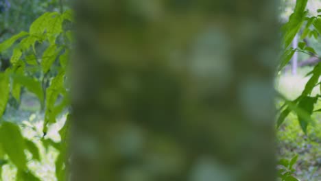 una joven camina en un parque tropical con hojas de un gran árbol en primer plano