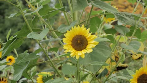 Sunflower-with-bushes-and-trees-in-background-in-a-garden