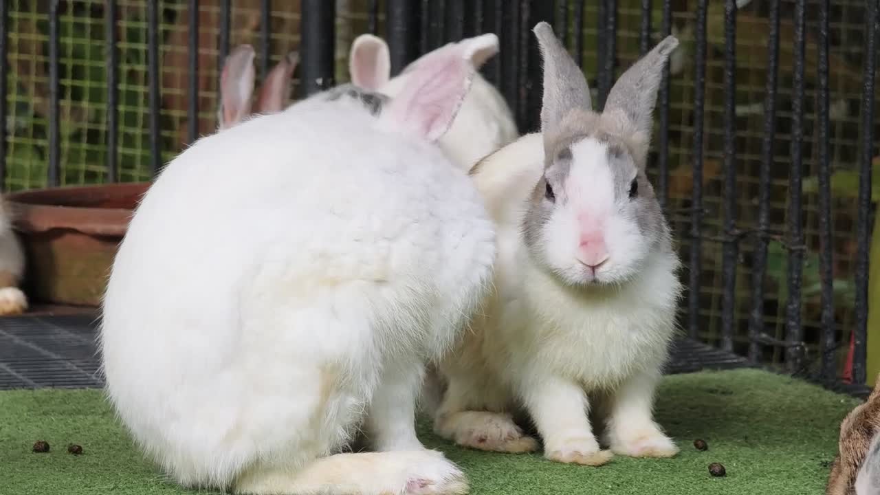 Two rabbits grooming each other in a cage