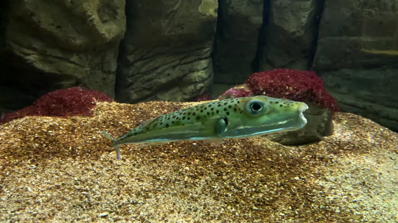 Close-up of a spotted pufferfish gliding near the sandy bottom in an aquarium